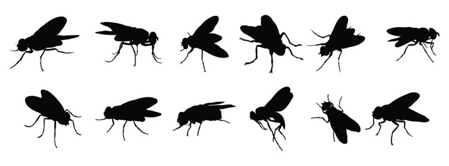 Collection of vector illustrations of flies insect animal  © maryai
