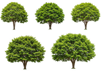 A group of five lush, green, bushy trees with full canopies, isolated on a transparent background, representing nature and abundance