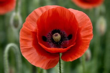 Fototapeta premium Close-up of a blooming garden poppy bud. Beautiful flowers in the summer season.