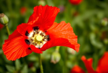 Fototapeta premium Close-up of a blooming garden poppy bud. Beautiful flowers in the summer season.
