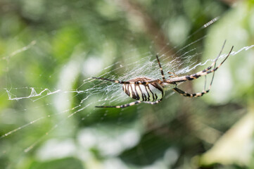 Big scary spider on his net waiting for prey