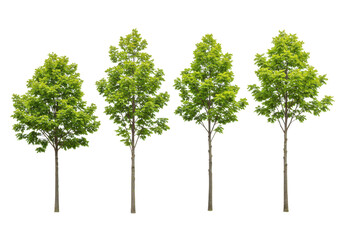 Obraz premium Four green trees with lush foliage, isolated on transparent background