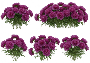 Collection of five purple peony bushes isolated on transparent background, showcasing their vibrant blooms and lush green foliage in a studio setting