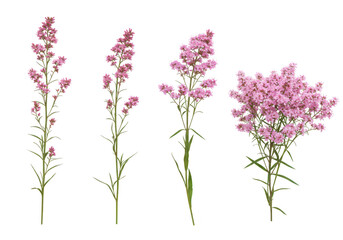 Fototapeta premium Collection of pink wildflowers isolated on transparent background