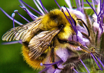 Yellow-fronted Bumble Bee(s) seeking Lacey Phacelia nectar