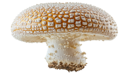 champignon mushroom isolated on white background