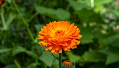 Single vibrant orange flower in garden