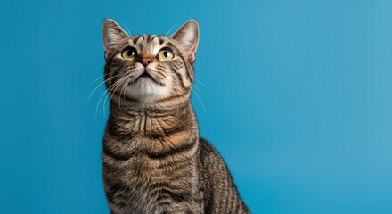 Obraz premium Captivating tabby cat gazes upwards with curiosity against a clean bright blue background in a striking studio portrait