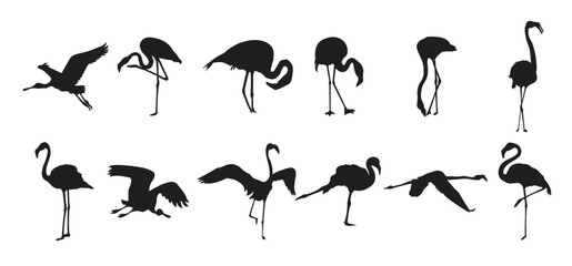 Set of flamingo animal silhouettes various styles