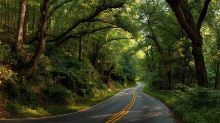 Fototapeta premium Empty winding asphalt road curves through a dense green forest, bright sunlight dappling lush foliage and tall trees.