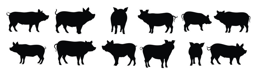 set of silhouettes of pig. isolated on transparent background. 