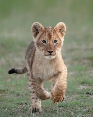 lion cub panthera leo