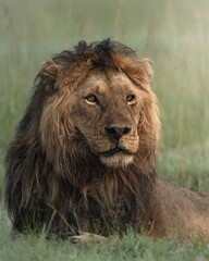 lion in the grass