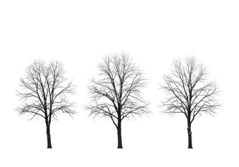 Three bare trees in silhouette against a transparent background, showcasing their intricate branches and stark winter beauty