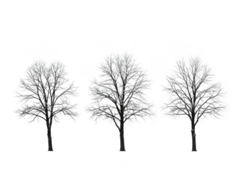 Three bare trees in silhouette against a transparent background, showcasing their intricate branches and stark winter beauty