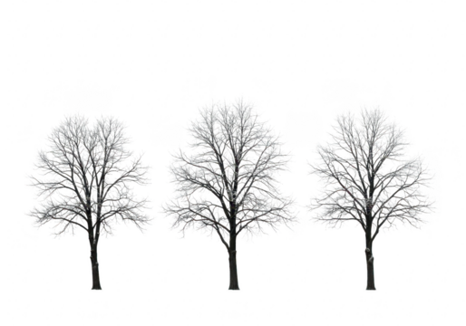Three bare trees in silhouette against a transparent background, showcasing their intricate branches and stark winter beauty