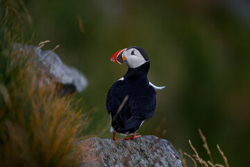 Norway wildlife. Atlantic Puffin, Fratercula artica, artic black and white cute bird with red bill sitting on the rock, nature habitat, Iceland. Wildlife scene from nature. Funny bird on the coast.