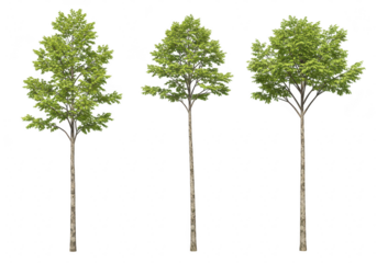 Three slender green trees with lush foliage isolated on transparent background