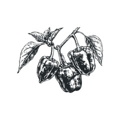 Detailed etching of bell peppers on a branch with leaves