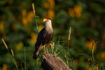 Caracara, sitting in dar forest, Corcovado NP, Costa Rica. Southern Caracara plancus, in morning light. Portrait of bird of prey. Wildlife scene from nature, Central America. Sea beach.