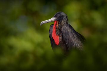 Naklejka premium Costa Rica nature. Sea wildlife. Magnificent frigatebird, Fregata magnificens, flying bird in green vegetation. Tropical sea bird from Costa Rica coast. Wildlife scene from nature. Flying bird.