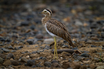 Double-striped thick-knee, Hesperoburhinus bistriatus, water bird in the nature habitat. Thin-knee in the stone, Rio Tarcoles in Costa Rica. Birdwatching in Central America.