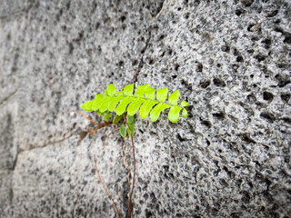 Fern plants grow and cling to the wall