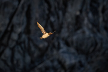 Common Guillemot, Uria aalge, Arctic black and white cute bird fly flight on the rock in nature...