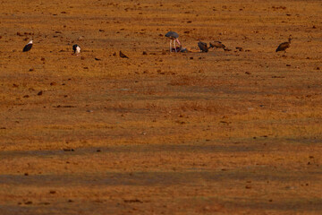 Buffalo carcass with eaglee, vultures and storks, Chobe NP in Botswana. Africa wildlife. Sounny day in nature, birds with caracass, eating. Vultures behaviour in neture, Africa.