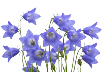 A cluster of delicate blue bellflowers isolated on a transparent background, showcasing their unique bell shape and vibrant color in a studio shot