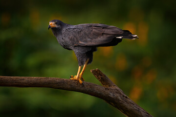 Bird watching in Costa Rica. Zone-tailed Hawk, Buteo albonotatua, bird of prey sitting on the tree trunk, forest habitat in the background, Dominical, Costa Rica. Bird sitting on the tree trunk.