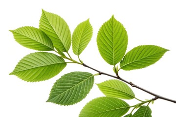 Fototapeta premium green leaves isolated on white