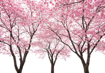 Fototapeta premium A beautiful cherry blossom tree in full bloom with delicate pink flowers, isolated on transparent background, symbolizing spring and renewal