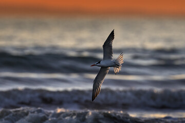 Royal Tern in evening sunset flight, Thallaseus maximus, white bird with black cap, sea ocean waves range clouds in background, Costa rica. Wildlife scene from nature.