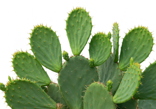 Closeup of a prickly pear cactus with green pads and small spines, isolated on transparent background
