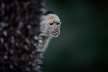 Naklejka premium Costa Rica nature. White-headed Capuchin, black monkey sitting on the tree branch in the dark tropical forest. Cebus imitator momkey in the morning forest light, Corcovado NP, Costa Rica.