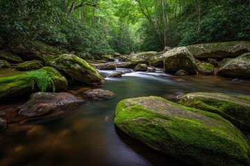 Fototapeta premium Tranquil mountain stream, moss-covered rocks, lush forest