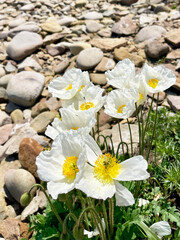 White Amur poppies bloom in Akhlestyshev Bay on Russian Island in Vladivostok in June. Russia