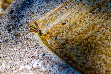 Large wasp resting on stone near small water depression