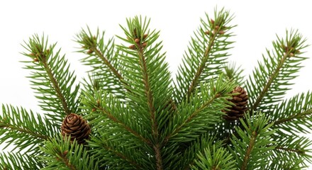 Obraz premium Lush Evergreen Branch with Pine Cones
