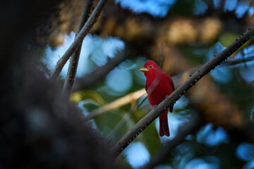 Find the red bird in the forest. Red tanager in green vegetation. Red tanager on the big palm leave. Summer Tanager, Piranga rubra, red bird in the nature habitat. Tanager sitting on the big green.