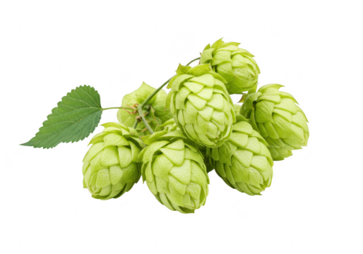 A cluster of fresh green hop cones with a single leaf, isolated on a transparent background, used as a key ingredient in brewing beer