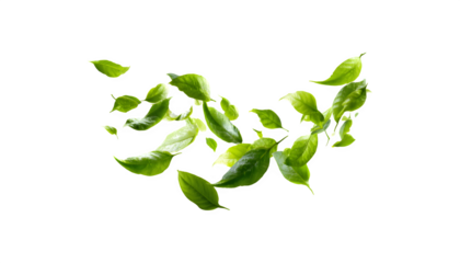 Green leaves swirling and moving gracefully through the air