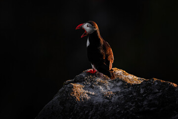 Norway wildlife. Atlantic Puffin, Fratercula artica, artic black and white cute bird with red bill sitting on the rock, nature habitat, Iceland. Wildlife scene from nature. Funny bird on the coast.