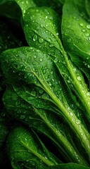 Fototapeta premium Fresh spinach leaves with water droplets, close-up view