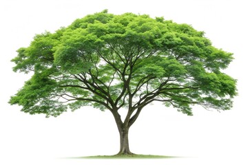 tree isolated on white