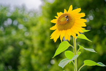 Yellow sunflower with two bumblebees feeding on nectar
