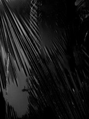 Obraz premium Transparent cellophane bag against a sleek black background, showcasing its glossy, delicate texture. The wrinkled and tattered plastic surface creates an intriguing abstract pattern, highlighting.