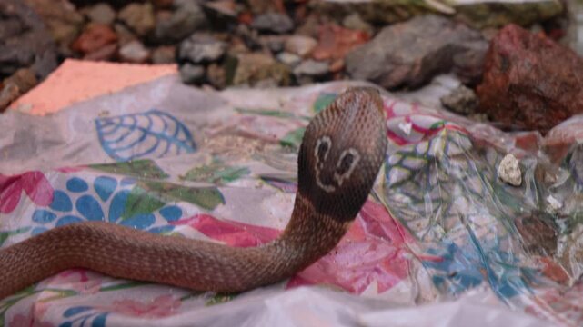 Indian Cobra (Naja naja), also known as the spectacled cobra, Asian cobra, or binocellate cobra 