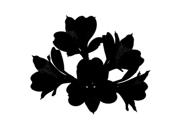 Obraz premium Gardenia flowers silhouette group